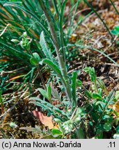 Sisymbrium polymorphum (stulisz miotłowy)