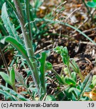 Sisymbrium polymorphum (stulisz miotłowy)