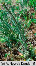 Sisymbrium polymorphum (stulisz miotłowy)