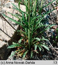 Sisymbrium polymorphum (stulisz miotłowy)