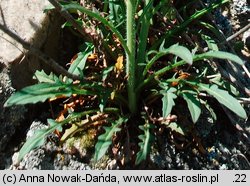 Sisymbrium polymorphum (stulisz miotłowy)