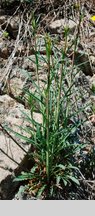 Sisymbrium polymorphum (stulisz miotłowy)