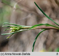 Sisymbrium polymorphum (stulisz miotłowy)