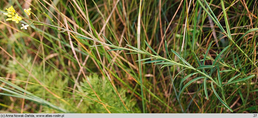 Sisymbrium polimorphum