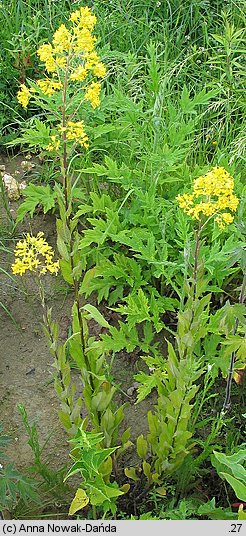 Sisymbrium strictissimum