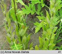 Sisymbrium strictissimum