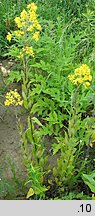 Sisymbrium strictissimum