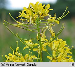 Sisymbrium strictissimum