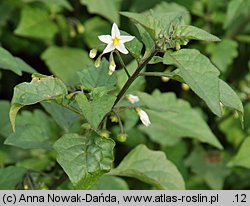 Solanum nigrum (psianka czarna)