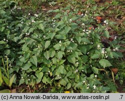 Solanum nigrum (psianka czarna)