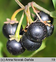 Solanum nigrum (psianka czarna)