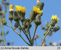 Sonchus palustris (mlecz błotny)