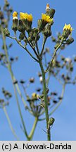 Sonchus palustris (mlecz błotny)