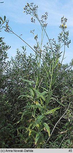 Sonchus palustris (mlecz błotny)