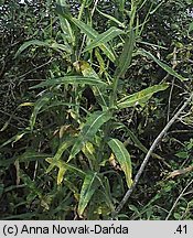 Sonchus palustris (mlecz błotny)