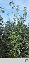 Sonchus palustris (mlecz błotny)