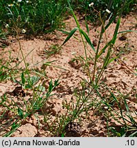 Spergula arvensis (sporek polny)