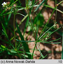 Spergula arvensis (sporek polny)