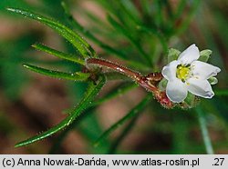 Spergula arvensis (sporek polny)