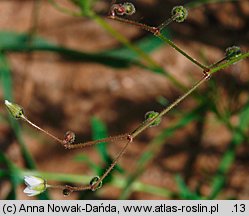 Spergula arvensis (sporek polny)