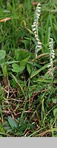 Spiranthes spiralis (kręczynka jesienna)