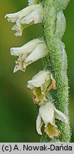 Spiranthes spiralis (kręczynka jesienna)