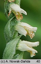 Spiranthes spiralis (kręczynka jesienna)