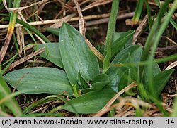 Spiranthes spiralis (kręczynka jesienna)