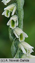 Spiranthes spiralis (kręczynka jesienna)