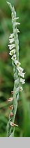 Spiranthes spiralis (kręczynka jesienna)