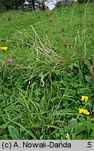 Spiranthes spiralis (kręczynka jesienna)