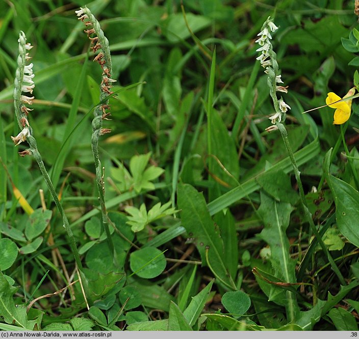 Spiranthes spiralis (kręczynka jesienna)