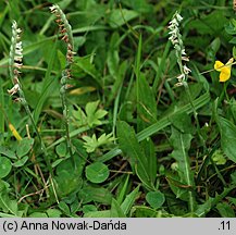 Spiranthes spiralis (kręczynka jesienna)