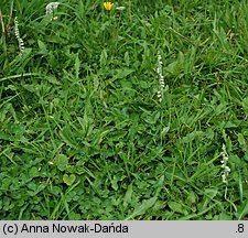 Spiranthes spiralis (kręczynka jesienna)