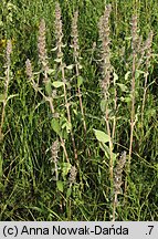 Stachys germanica (czyściec kosmaty)