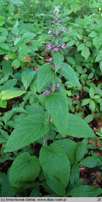 Stachys alpina (czyściec górski)