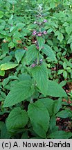 Stachys alpina (czyściec górski)