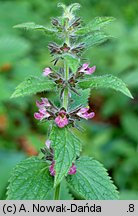 Stachys alpina (czyściec górski)