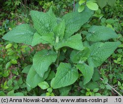 Stachys alpina (czyściec górski)