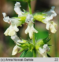 Stachys annua