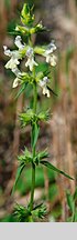 Stachys annua