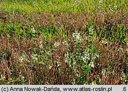 Stachys annua