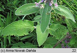 Stachys germanica (czyściec kosmaty)