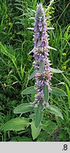 Stachys germanica (czyściec kosmaty)