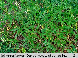 Stachys recta (czyściec prosty)