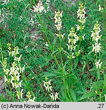 Stachys recta (czyściec prosty)