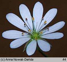 Stellaria palustris (gwiazdnica błotna)