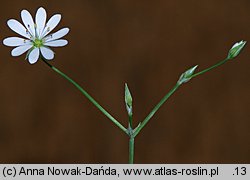 Stellaria palustris (gwiazdnica błotna)