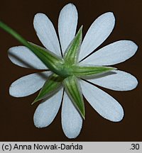 Stellaria palustris (gwiazdnica błotna)