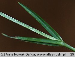 Stellaria palustris (gwiazdnica błotna)